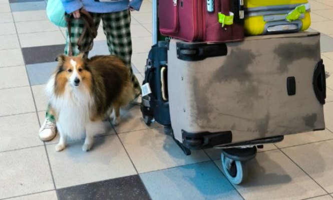 Семь собак и кошек улетели за границу из Иркутска за время каникул