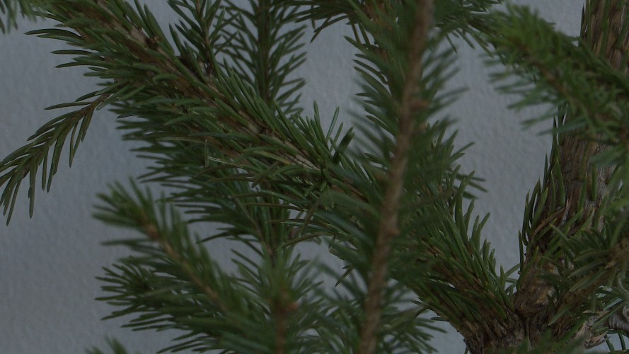 Иркутяне часто с нарушениями утилизируют новогодние ёлки