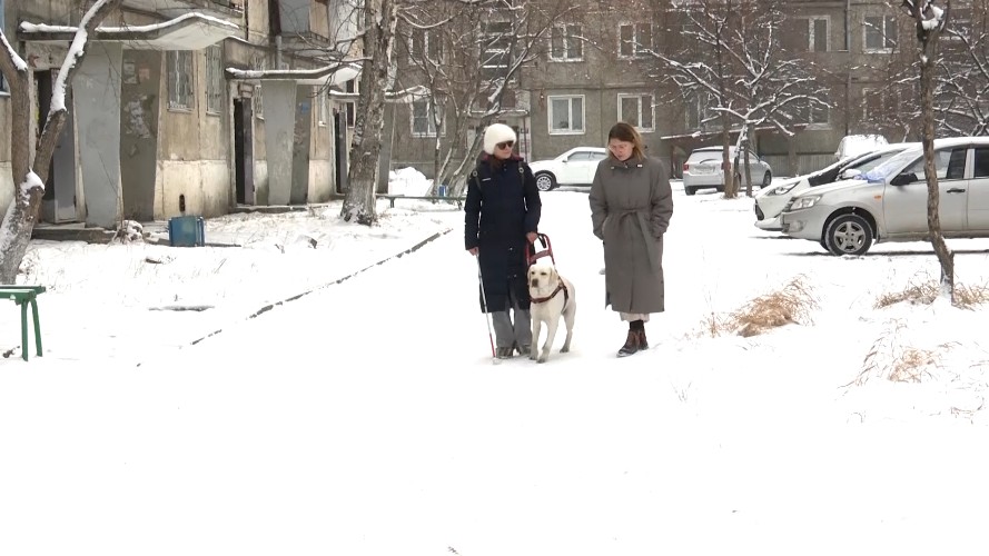 Сеть кинотеатров в Иркутске обязали разработать регламент посещения сеансов с собакой-поводырём