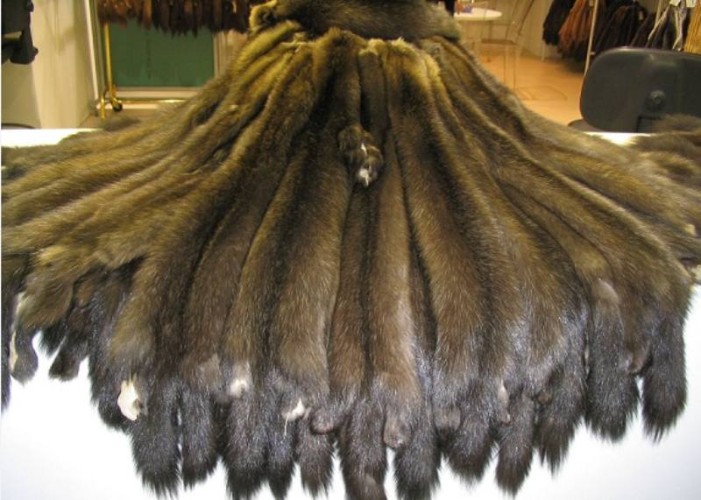 Более 11 тысяч собольих шкурок отправлены за неделю из Иркутска в Санкт-Петербург