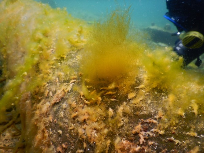 Новый вид байкальских водорослей открыли иркутские учёные