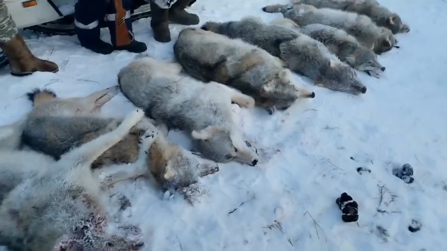 Стаи волков окружили село в Нукутском районе