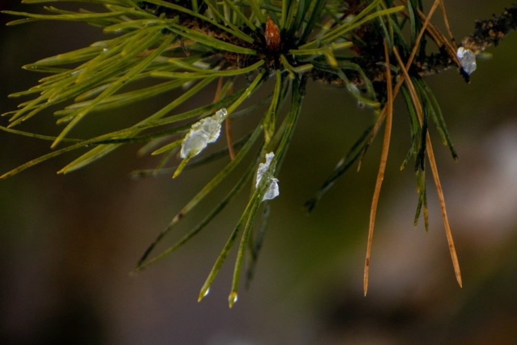 «По весточке»: в  ожидании весны