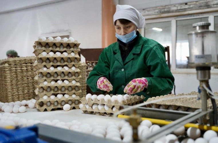 Более 1 млрд яиц снесли куры в Иркутской области в 2024 году