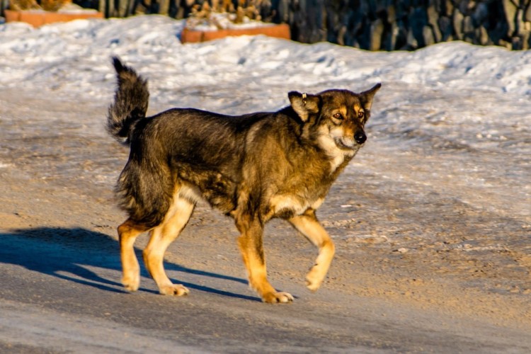 Закон об обращении с безнадзорными животными обсудят в Иркутской области