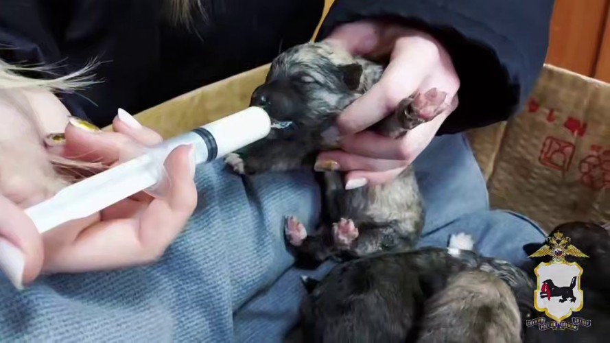 Выброшенных на помойку щенков спасли полицейские в Новонукутском