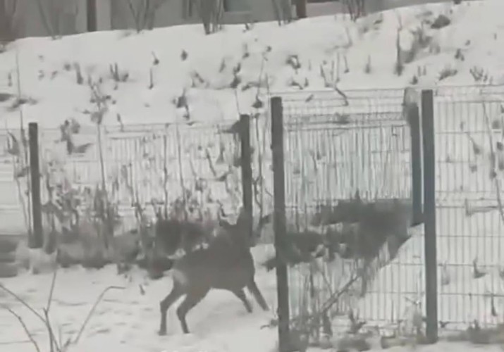 Молодая косуля замечена на территории Шелеховской больницы