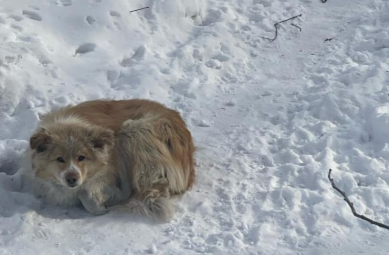 Почти в 1,5 раза подорожала стоимость отлова беспризорных собак в Бодайбо