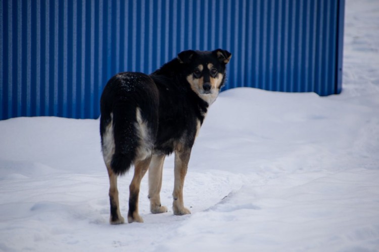 Отлавливать бродячих собак в Братске будет подрядчик из Иркутска