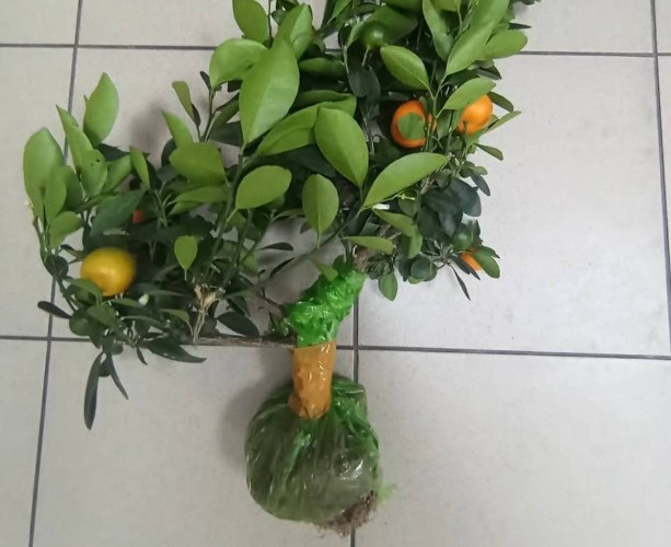 Мандариновое дерево пытались нелегально провести в Иркутск из Вьетнама