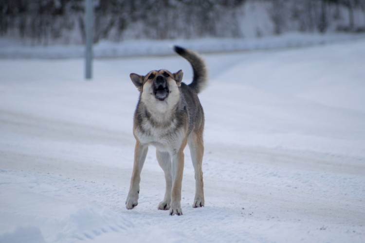 35 тысяч рублей компенсации получит семья укушенного собакой ребёнка в Усолье-Сибирском