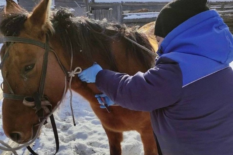 Почти 800 тыс. прививок планируют сделать ветеринары Иркутской области этой весной