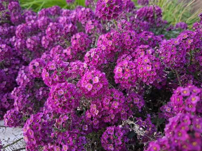 Школьники и студенты займутся озеленением территорий учреждений образования Усть-Илимска