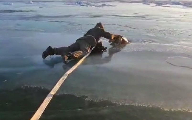 Едва не утонувшего в Байкале пса вытащили из воды