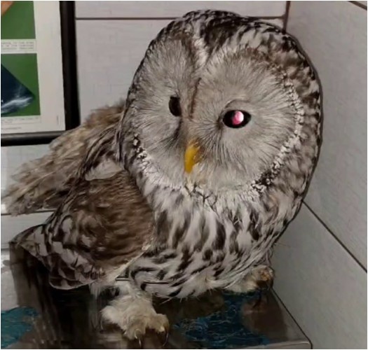 Сова, спасённая в Иркутском зоопарке, успешно возращена в природу