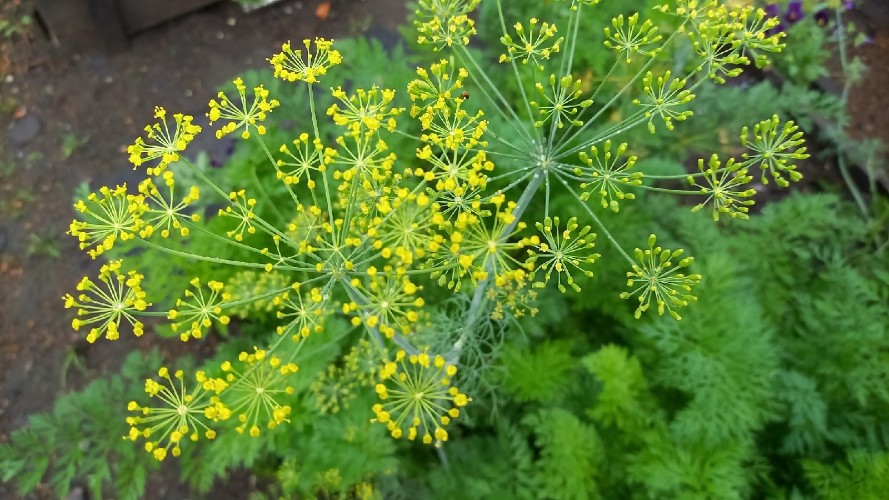 Особый грунт для выращивания рассады и цветов создали в Иркутской области