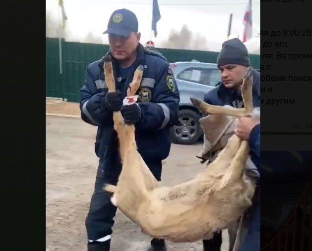 Застрявшую в заборе детского сада косулю спасли в Иркутске