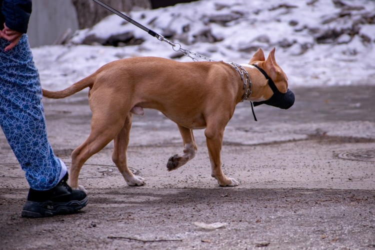4,5 года проведёт за решёткой хозяин напавшей на ребёнка бойцовской собаки в Тайшете