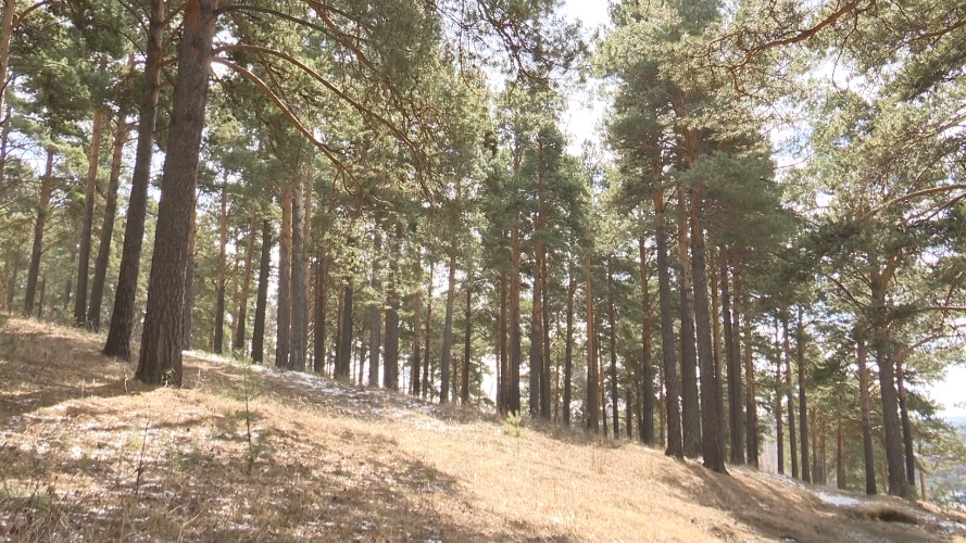 Кайская роща в Иркутске страдает от мусора после отдыха горожан