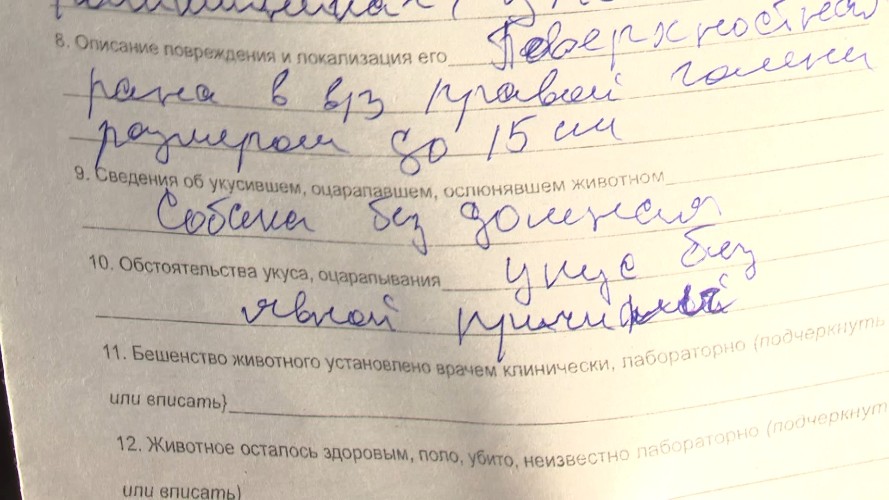 В Иркутске девушке после укуса бездомной собаки не поставили жизненно важную вакцину от бешенства