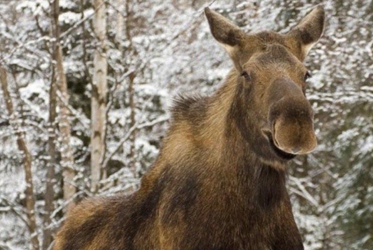 Браконьера задержали с поличным в Тайшетском районе