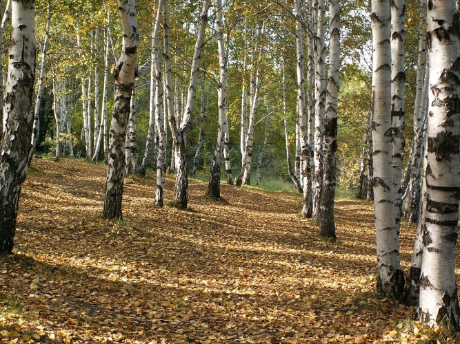 Число обращений к врачам из-за укусов клещей резко выросло в Приангарье