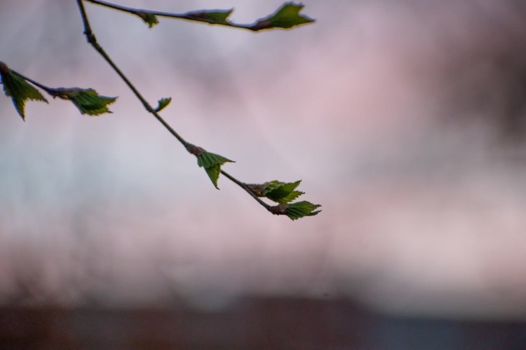 Слишком ранняя весна в Иркутской области удивляет ещё и затяжными перепадами погоды