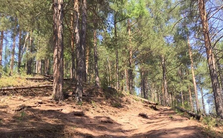 Чрезвычайная пожароопасность лесов объявлена в Иркутской области