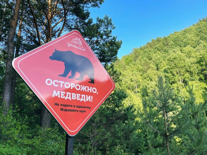 Медведица вышла к туристам на Большой байкальской тропе