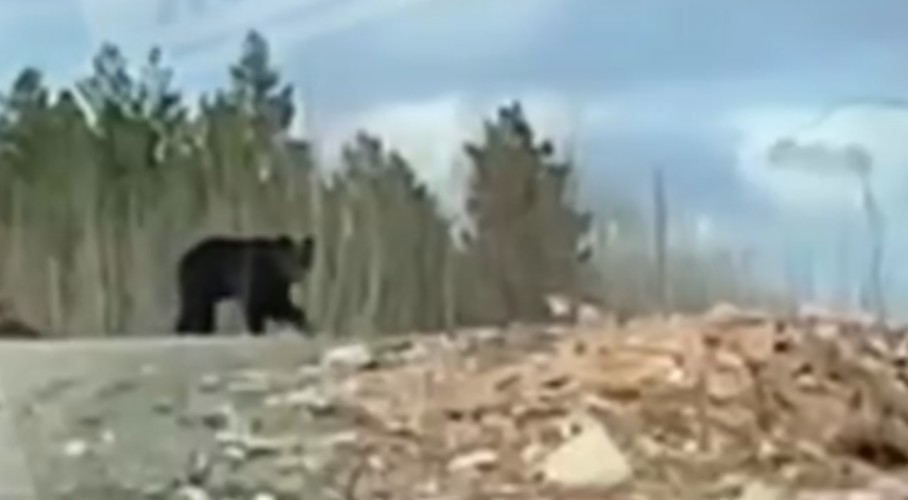 Медведя сняли на видео дачники под Железногорском-Илимским