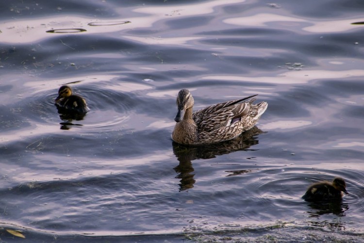 Порывистый ветер и ливни прогнозируют в Иркутской области 12 мая