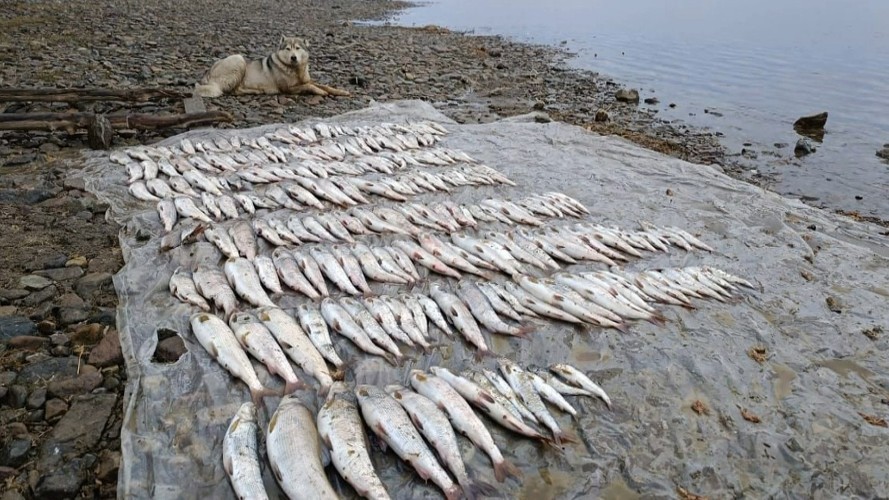 Рекордное количество браконьерских сетей изъяли у побережья в Байкало-Ленском заповеднике