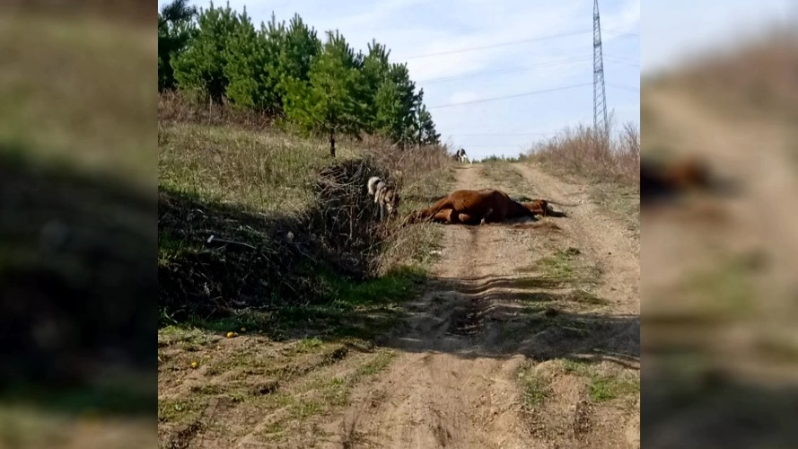 Труп лошади уже больше суток лежит на дороге под Иркутском