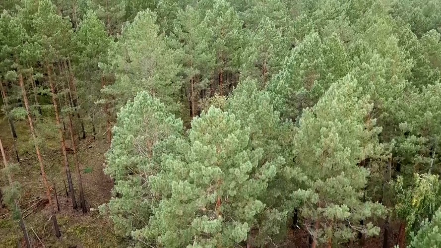 Природоохранная прокуратура выиграла суд у Министерства лесного комплекса Иркутской области