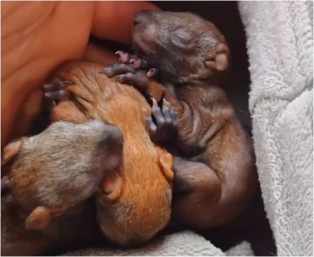 Пятерых осиротевших бельчат привезли из Саянска в Иркутский зоопарк