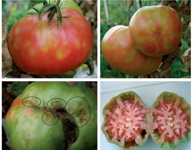 Томаты с вирусом и фрукты с вредителями продавали в магазинах Братска