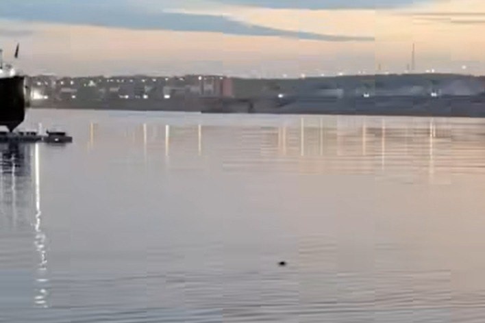 Байкальскую нерпу сняли на видео у ледокола "Ангара" в Иркутске