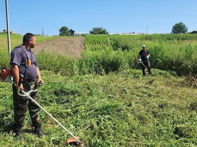В Иркутском районе за год уничтожено 124 гектара дикой конопли