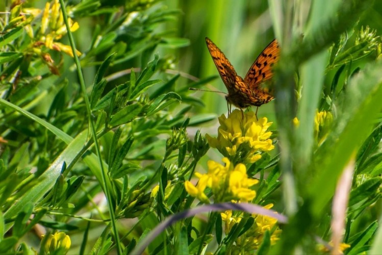 "По весточке": всё чудеснее и чудеснее
