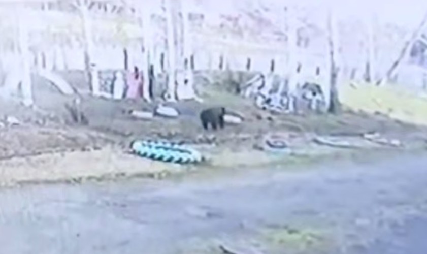 Медведи и рысь трижды беспокоили жителей Усть-Илимского района за неделю