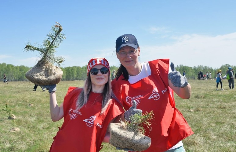 Более 3 тысяч сосен высадили волонтёры в Иркутском районе