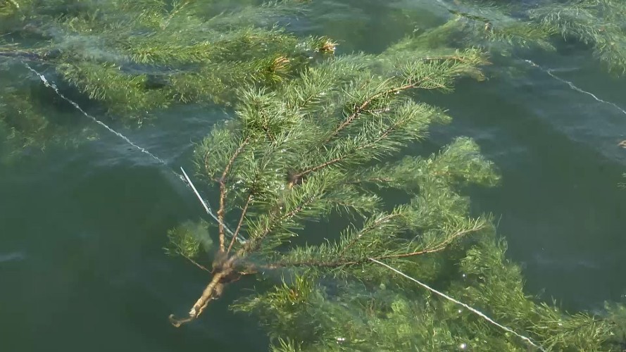 Нерестилища из хвои создали для рыб в Ершовском заливе под Иркутском