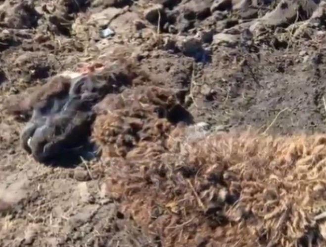 Останки животных обнаружены в «озере смерти» под Иркутском