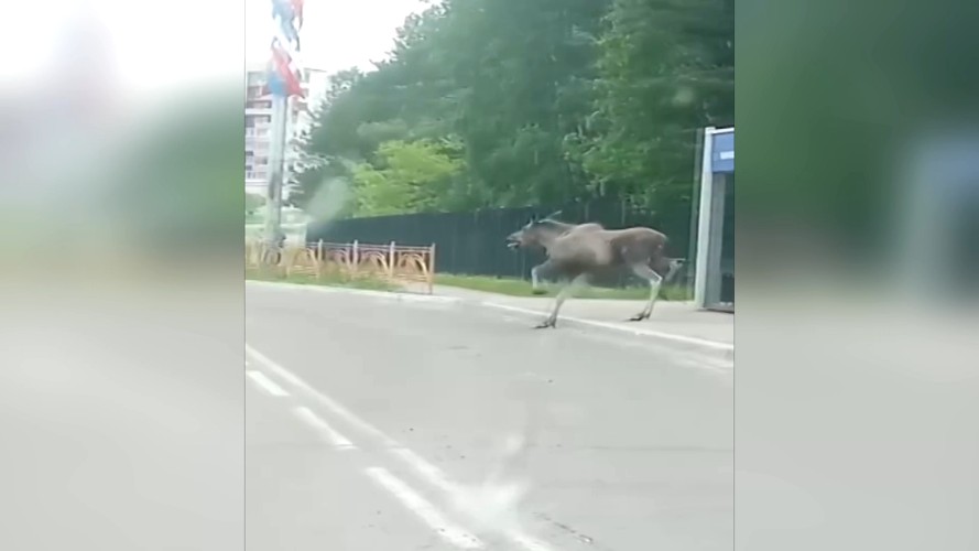 Пожары и болезни заставляют диких зверей выходить к людям в Иркутской области
