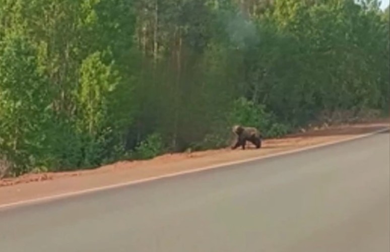 Медведь вышел на дорогу в Центральном районе Братска