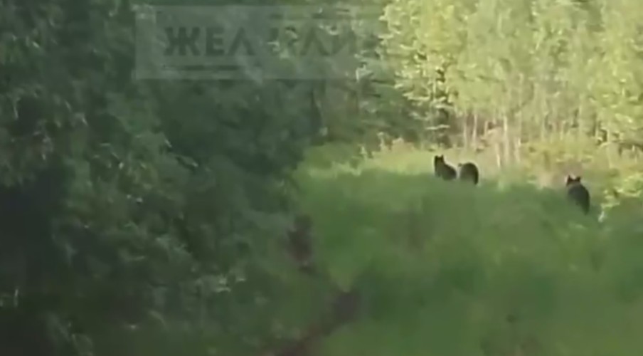 Три медвежонка попали на видео в Нижнеилимском районе