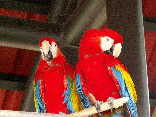 240 попугаев проверили в Иркутском аэропорту