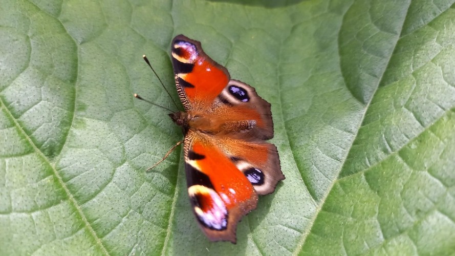 "По весточке": ловим вдохновение
