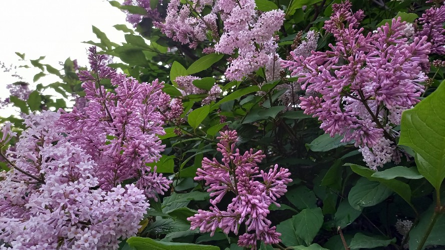 20 июня в западных районах Приангарья будет до +35