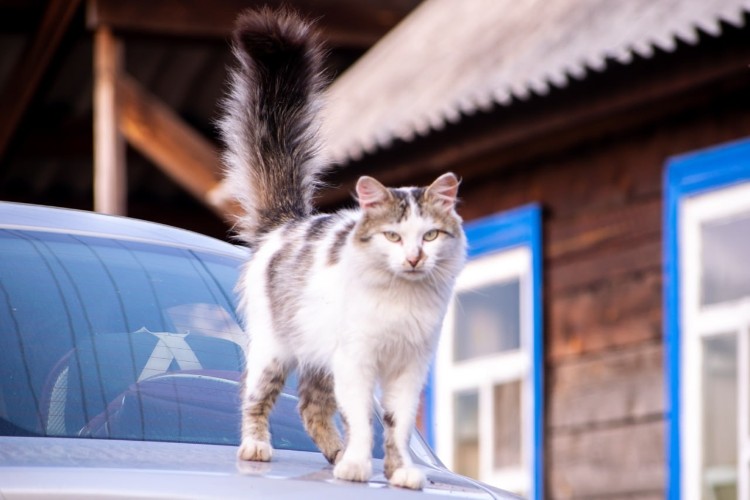 Домашние кошки чаще собак теряются в Иркутской области